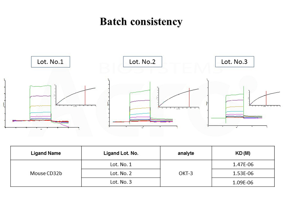 Fc gamma RIIB / CD32b BATCH SPR