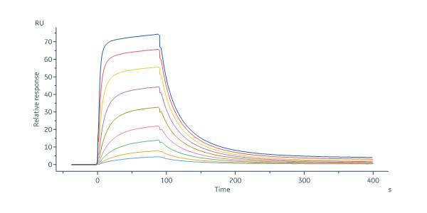 Biotinylated Human CD40 Ligand / TNFSF5 Protein, Avitag™,Fc Tag