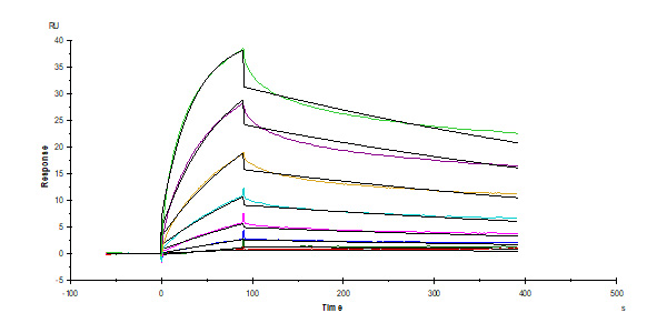 Recombinant Fibronectin fragment, Research Grade