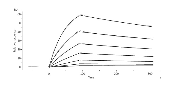 Mouse VEGF R3 / FLT4 Protein, Mouse IgG2a Fc Tag, low endotoxin