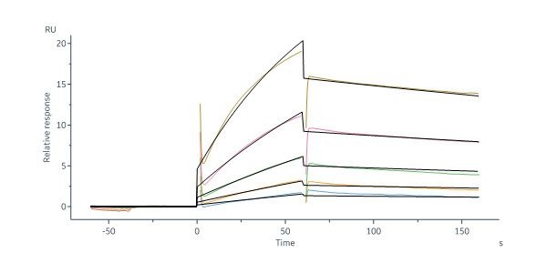 Human GPR56 Full Length Protein (VLP)