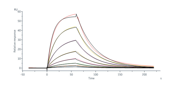 Human Serum Albumin Protein, Flag Tag (MALS & SPR verified)