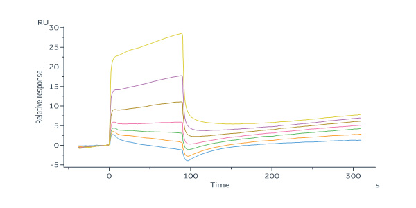 Biotinylated Human HLA-C*07:02:01&B2M&RYR (RYRPGTVAL) Complex P