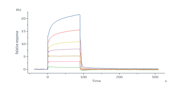 Biotinylated Mumps virus (strain Miyahara vaccine) (MuV) HN Pro