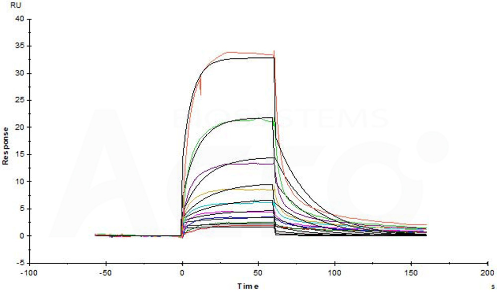 Human Serum Albumin Protein, His Tag (MALS verified)