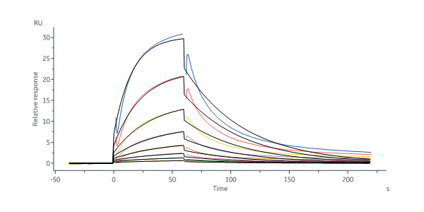 HRP-Human Serum Albumin Protein, His Tag (SPR verified)