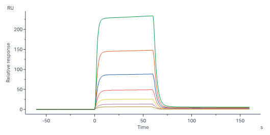 Human IFN-alpha / beta R1 Protein, His Tag (MALS verified)