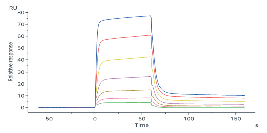 Human IFN-alpha / beta R1 Protein, Fc Tag