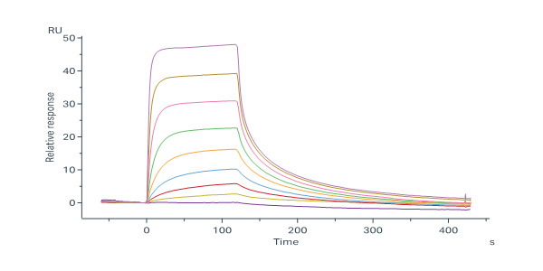 Human IFN-alpha 1 Protein, Fc Tag (MALS verified)