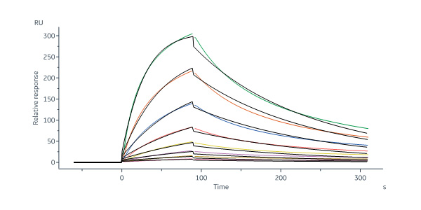 Biotinylated Human IFN-beta Protein, His,Avitag™ (MALS & SPR ve