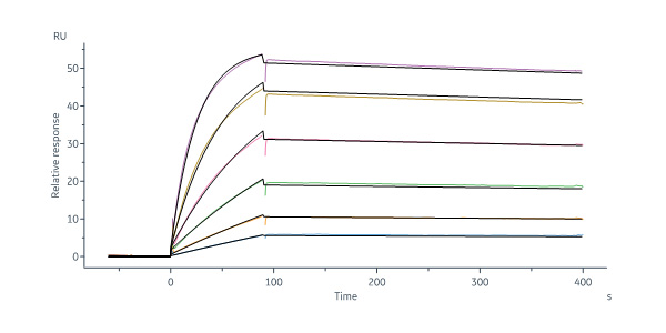 Biotinylated Mouse IFN-beta Protein, His,Avitag™ (MALS & SPR ve