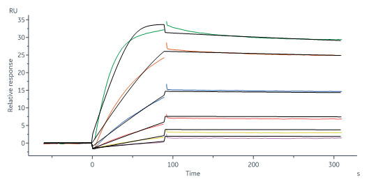Monoclonal Anti-IFNγ Antibody, Human IgG1 (13E6H4)
