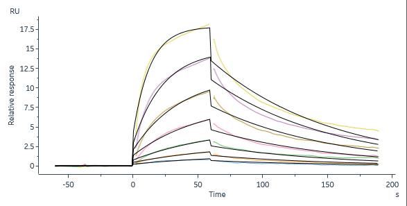 Human IgG2 Fc Protein, Tag Free (MALS & SPR verified)