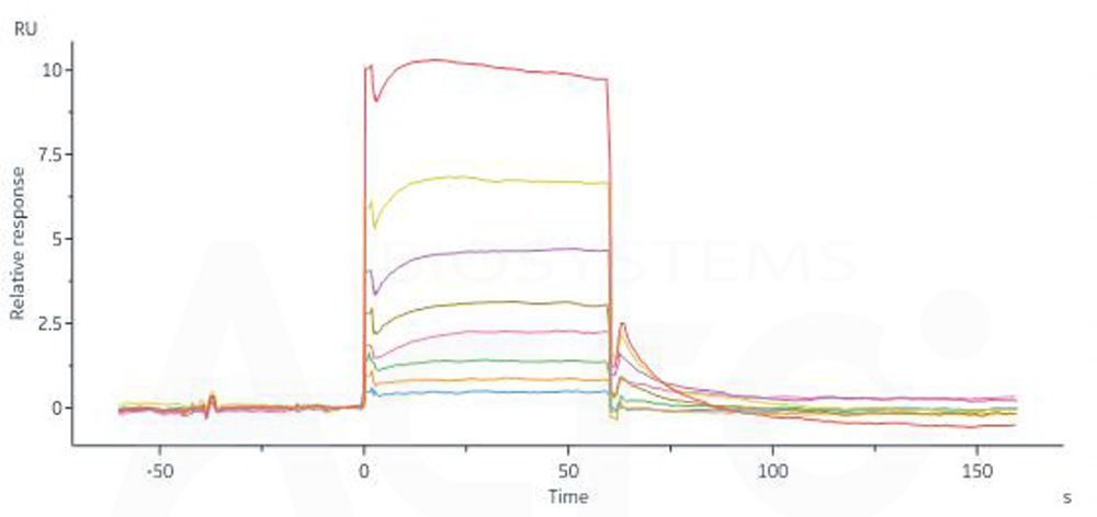 Human IgG3 Fc Protein, Tag Free (MALS & SPR verified)