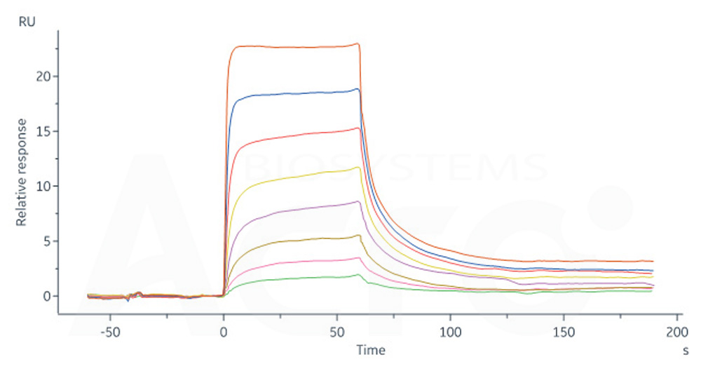 Human IgG4 Fc Protein, Tag Free (MALS & SPR verified)