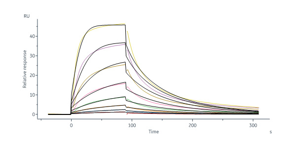 Human IL-13 R alpha 1 Protein, His Tag (MALS & SPR verified)