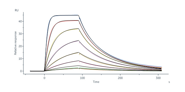Biotinylated Human IL-13 R alpha 1 Protein, His,Avitag™ (MALS &