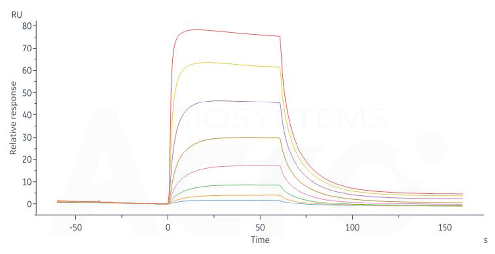 Cynomolgus IL-3 R alpha / CD123 Protein, His Tag (SPR verified)