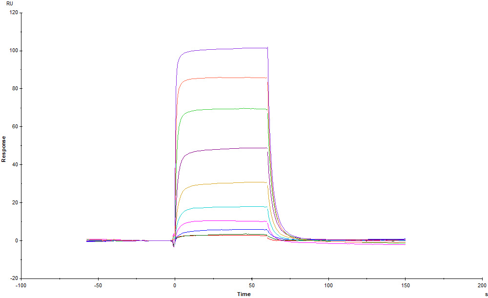 Mouse IL-3 R alpha / CD123 Protein, His Tag (SPR verified)