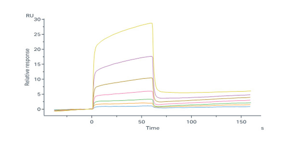 Mouse IL-2 R beta Protein, His Tag, low endotoxin