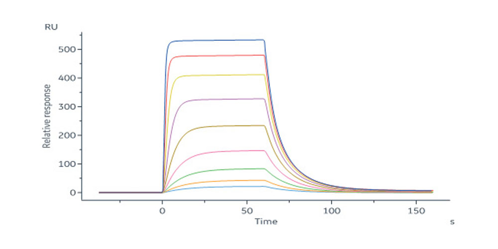 Cynomolgus IL-2 R beta / CD122 Protein, His Tag (MALS verified)