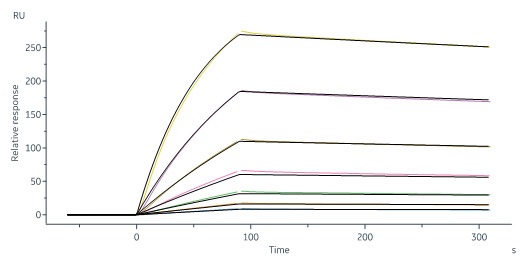Human IL-18 R beta Protein, Fc Tag