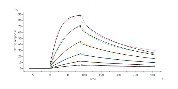 Biotinylated Human IL-12 R beta 1 / CD212 Protein, His,Avitag™
