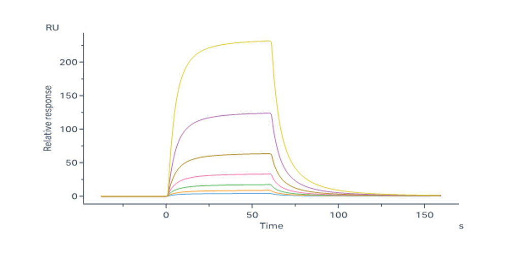 Mouse IL-2 R beta / CD122 Protein, Fc Tag