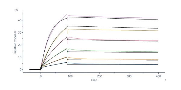 Human IL-18BP Protein, His Tag (MALS & SPR verified)