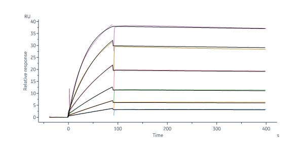 Biotinylated Human IL-18BP Protein, His,Avitag™ (SPR verified)