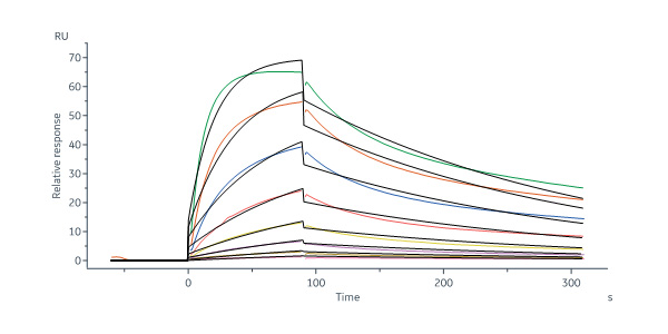 Cynomolgus IL-23 R Protein, His Tag (MALS & SPR verified)