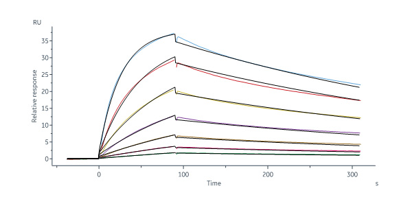 Rat IL-23 R Protein, His Tag (MALS & SPR verified)