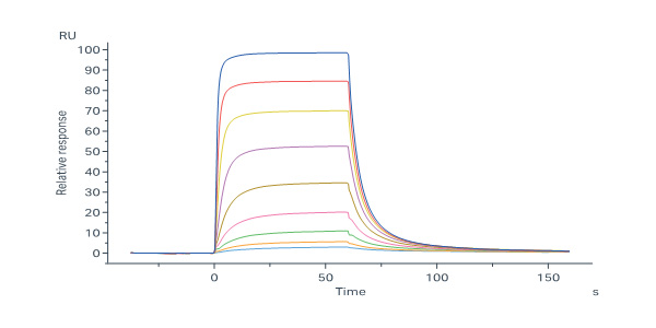 Biotinylated Human Insulin R / CD220 (28-944) Protein, His,Avit