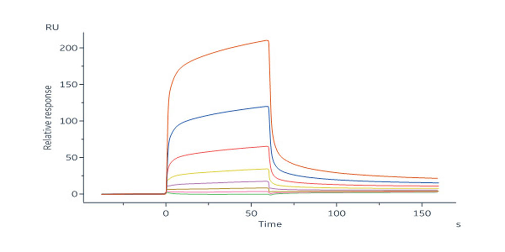 Human KIR2DL5 / CD158f Protein, Fc Tag