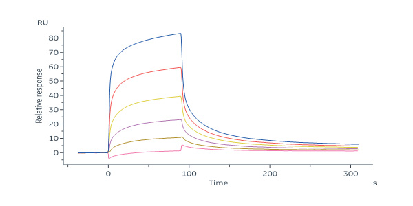 Cynomolgus KLRG1 Protein, His Tag (SPR verified)