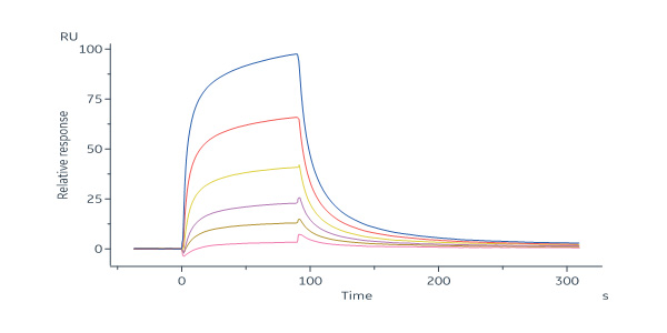 Cynomolgus KLRG1 Protein, Fc Tag (SPR verified)