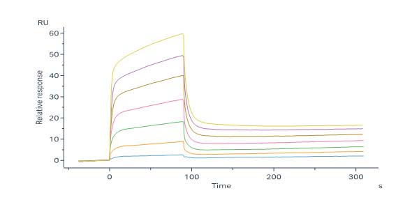 Mouse KLRG1 Protein, His Tag (MALS & SPR verified)