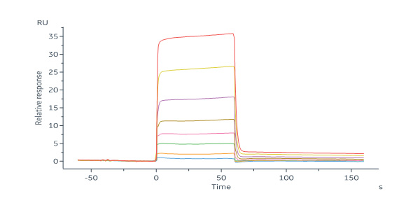 Human LIF R / CD118 Protein, Fc Tag
