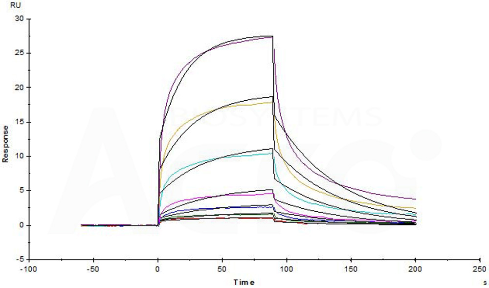 Mouse Serum Albumin Protein, His Tag (MALS verified)