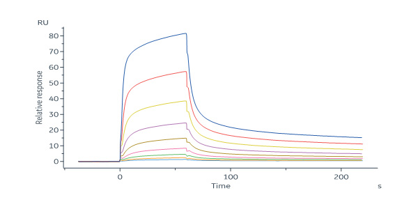 Mouse Mucin-1 / MUC-1 (21-535) Protein, His Tag (SPR verified)