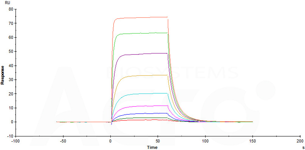 Human NKp30 / NCR3 / CD337 Protein, His Tag