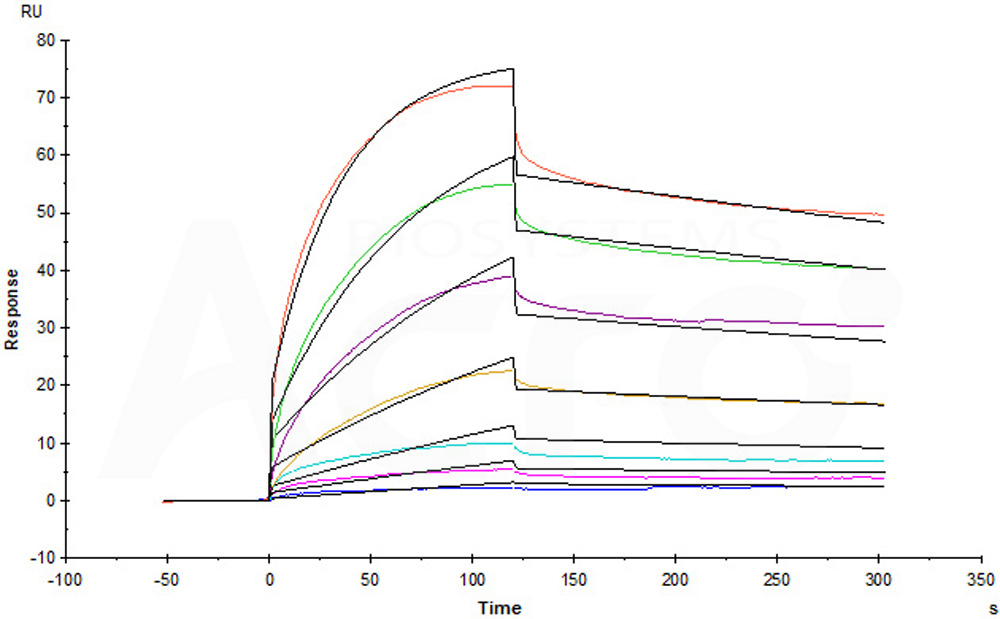 Human Netrin receptor DCC / DCC Protein, His Tag (MALS verified