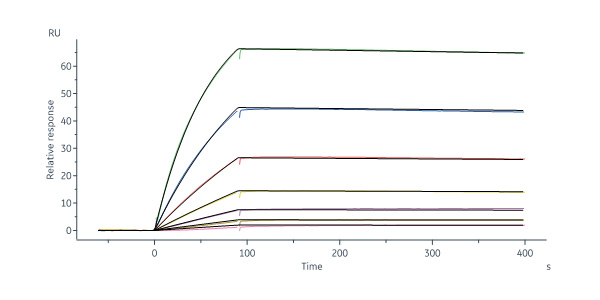 Monoclonal Anti-Nipah Post Fusion glycoprotein Antibody, Human