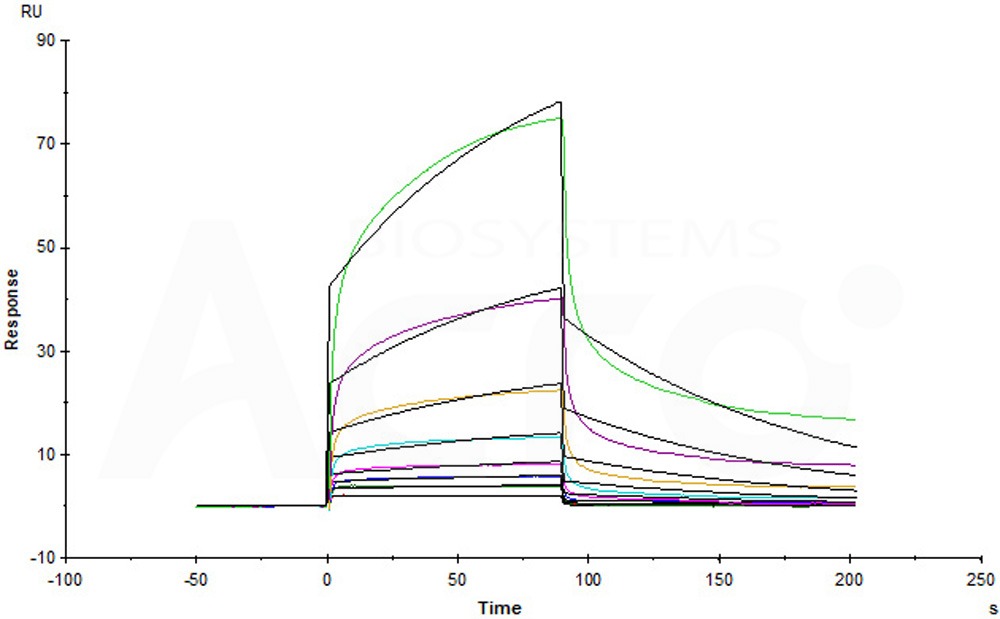 Human NOTCH1 Protein, Fc Tag (MALS verified)