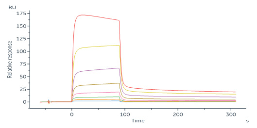 Human Nogo Receptor / NgR Protein, His Tag (SPR verified)