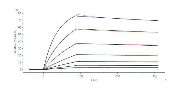 Influenza A virus (Hong Kong/483/97) NP (H5N1) Protein, His Tag