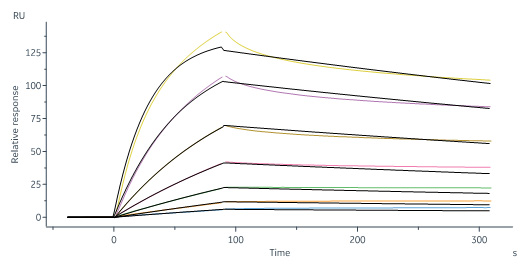 Human Neuropilin-1 / NRP1 / CD304 Protein, His Tag