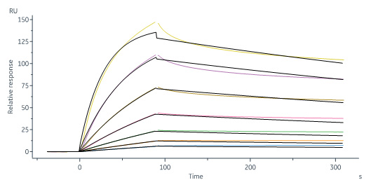 Human Neuropilin-2 / NRP2 Protein, His Tag (MALS verified)