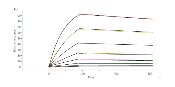 Cynomolgus / Rhesus macaque PTK7 / CCK4 Protein, His Tag (MALS