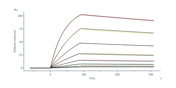 Human PTK7 / CCK4 Protein, His Tag (MALS verified)